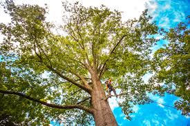 How Our Tree Care Process Works  in White Oak, MD