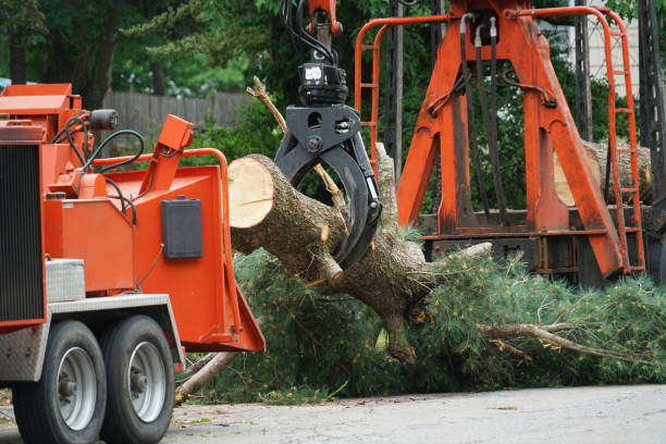 Seasonal Cleanup (Spring/Fall) in White Oak, MD